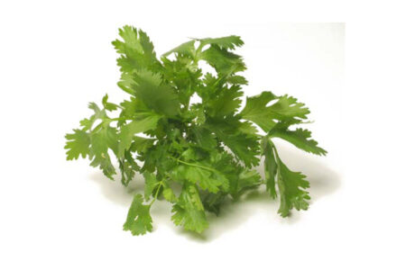 Coriandre fraîche Coriandre fraîche