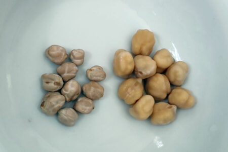 Pois chiches, avant/après trempage